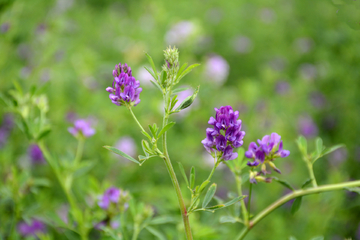紫花苜蓿草
