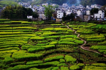 皖南山村 家朋春天油菜田