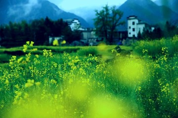 皖南山村春天  风景风光