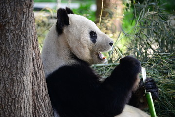 美美吃竹子的大熊猫