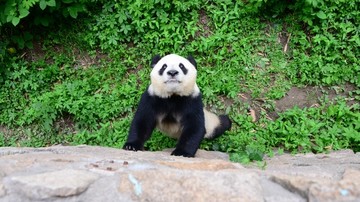 仰面朝天扶墙的大熊猫