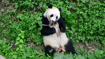 吃竹笋大熊猫