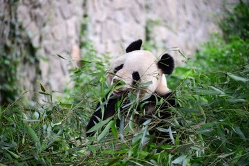 吃竹子的大熊猫