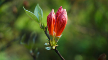 生态园杜鹃花