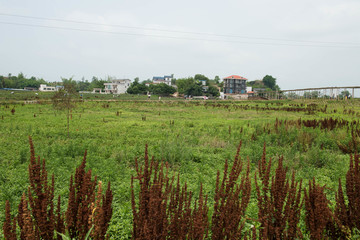 农庄田野