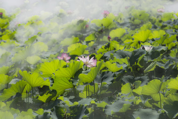 唯美意境荷花