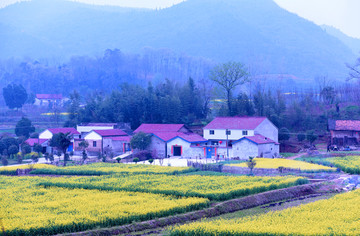 油菜花