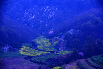 油菜花