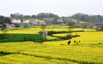 油菜花