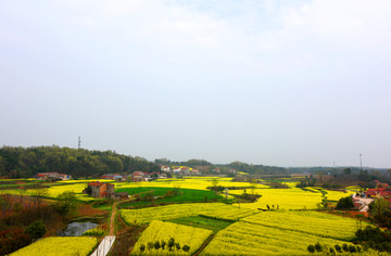 油菜花