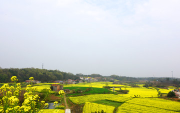 油菜花