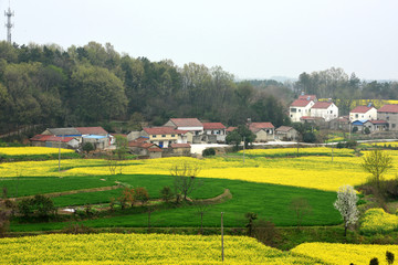 油菜花