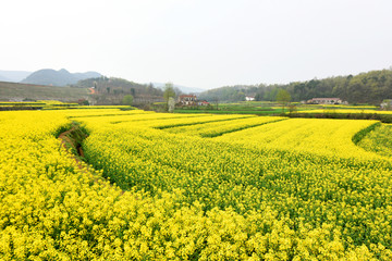 油菜花