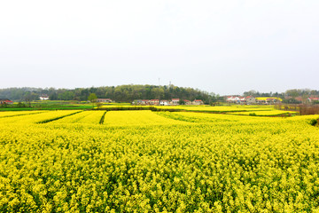 油菜花