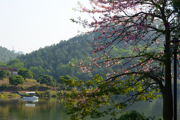 木棉树