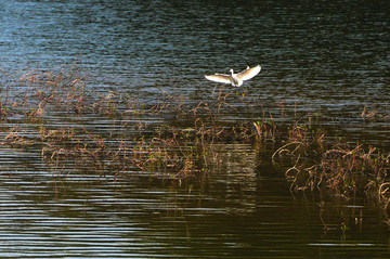湖面上飞翔的白鹭