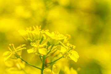 油菜花特写