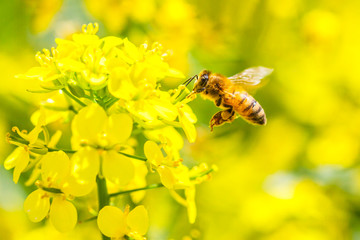 油菜花与小蜜蜂