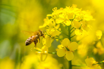 油菜花与小蜜蜂