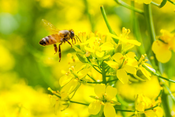 油菜花与小蜜蜂