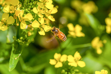 油菜花与小蜜蜂