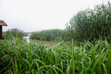 芦苇 芦苇荡 芦苇叶 下渚湖