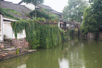 爬山虎 新市古镇 古色古香 古