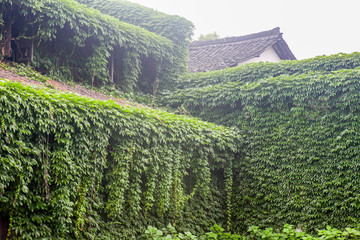 爬山虎 新市古镇 古色古香 古