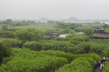 湿地 江南湿地 江南水乡 绿色