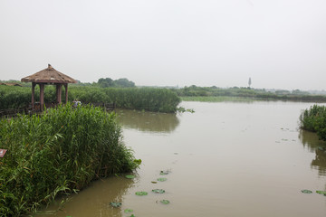 湿地 江南湿地 江南水乡 绿色