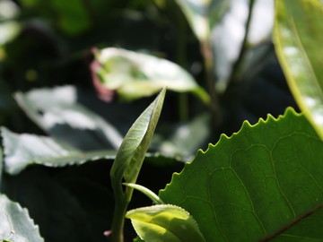 茶树茶叶鲜叶特写