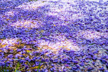 蓝花楹花瓣