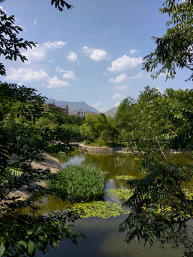 竹湖园公园 湖畔风景