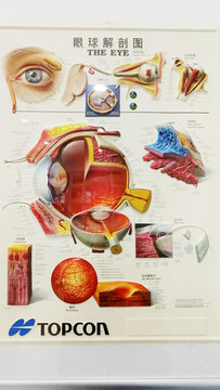 眼球解刨图