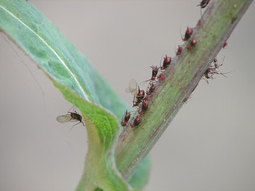 危害植物的蚜虫