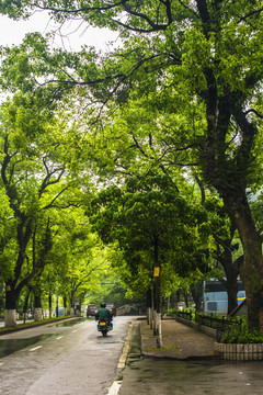 绿树 绿树林 林荫路