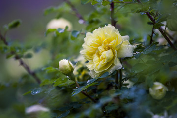 花卉 蔷薇