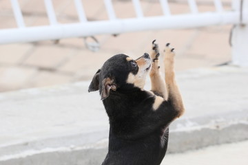 狗 宠物 犬 看门狗 小狗 哺