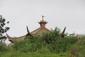 喜鹊来登顶 （7）