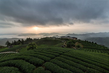 布央茶园日出云海