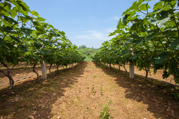 葡萄种植 葡萄园