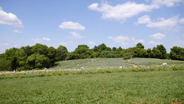 田园山坡