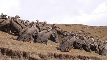 高原秃鹫