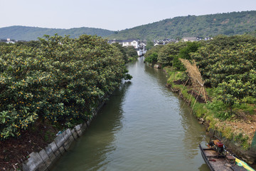 江南水乡 枇杷园