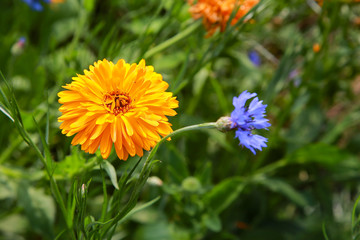 菊花 金光菊 重瓣金光菊