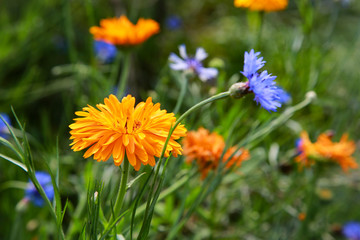 菊花 金光菊 重瓣金光菊