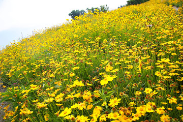 菊花 金鸡菊