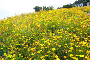 菊花 金鸡菊