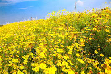 菊花 金鸡菊