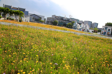 菊花 金光菊 重瓣金光菊